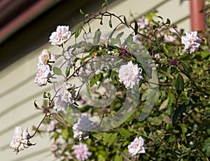 Fully blown spray of Mademoiselle Cecile Brunner pale pink polyantha Sweetheart Rose.