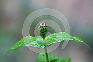 Fully closed Zinnia flower bud with multiple layers growing on top of single stem with large green flower wet from recent shower