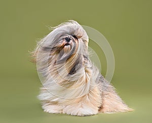 Fully coated  beautiful Lhasa Apso dog