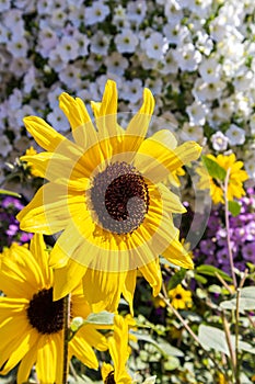 Fully detailed big sun flower