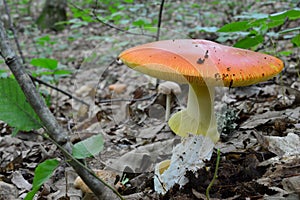 Fully developed Amanita caesarea mushroom photo