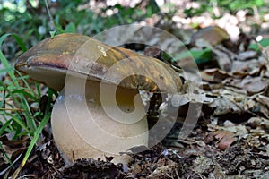 Fully developed Bronze Cep mushroom