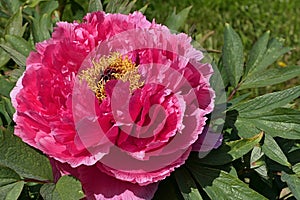 Fully developed large pink flower of Tree Peony cultivar, latin name Paeonia Suffruticosa