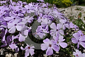 Fully developed light pastel purple coloured flowers of Creeping Phlox