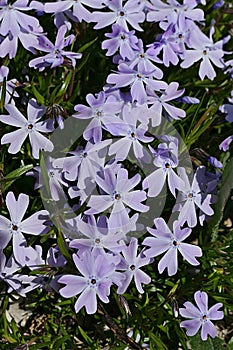 Fully developed light pastel purple coloured flowers of Creeping Phlox