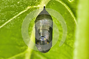 Monarch butterfly readyto emerg from its chrysalis.