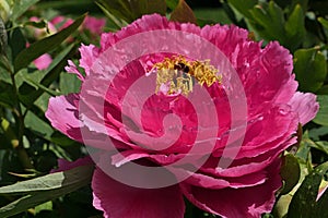 Fully developed pink flower of Tree Peony cultivar, latin name Paeonia Suffruticosa