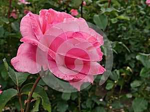 Fully developed pink rose cultivar Queen Of Elisabeth