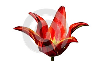 Fully developed tulip flower of Alladin hybrid with bright red petals and yellow center