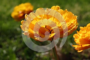 Fully double tulip with orange petals