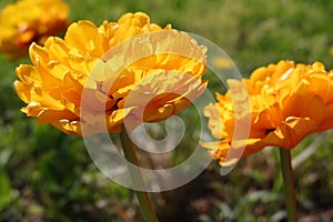 Fully double tulip with orange petals