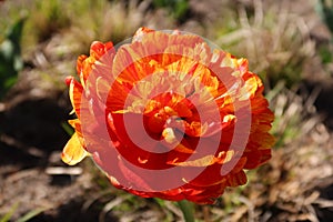 Fully double tulip with red petals