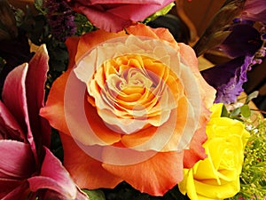 Fully expressing (blooming) peach rose