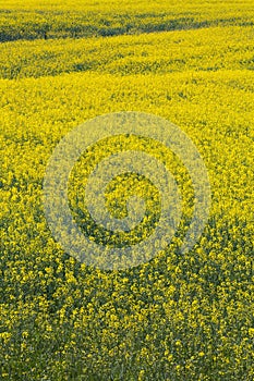 Fully flowered field, yellow flowers. Full spring natural background