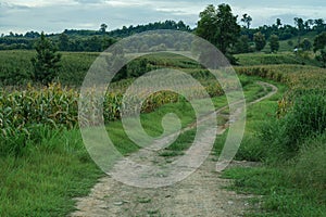 Fully grown corn ready to be harvested