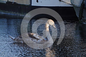 Mute Swan cygnet.