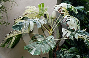 A fully grown and large variegated Monstera Deliciosa Albo plant