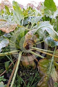 A fully grown sugar beet in the ground among the green leaves