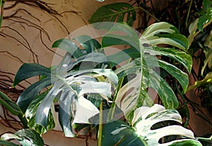 A fully grown variegated Monstera Albo Deliciosa plant photo