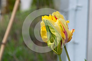 Tulip Flame Ball with Green Flower Bud