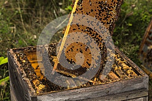 Fully honeycomb of honey removed from the old hive