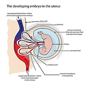 Fully labeled diagram of embryo developing in the uterus