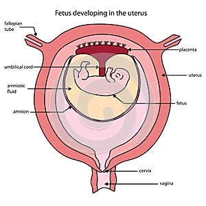 Fully labeled diagram of fetus developing in the uterus