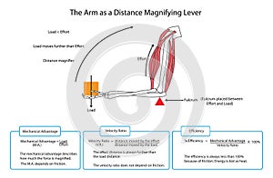 Fully labelled diagram of the arm as a distance magnifying lever. EPS10