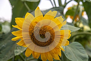 Fully loaded sunflower