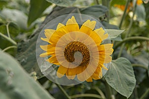 Fully loaded sunflower