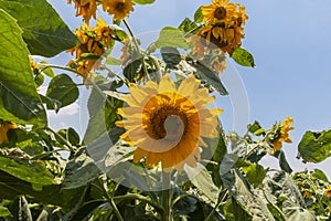 Fully loaded sunflowers