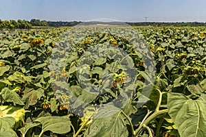 Fully loaded sunflowers