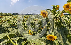 Fully loaded sunflowers