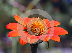 A fully ope Mexican Sunflower