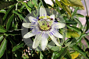 Fully open blooming beautiful unusual Passion fruit or Passiflora edulis flower surrounded with dark green thick leaves growing in photo