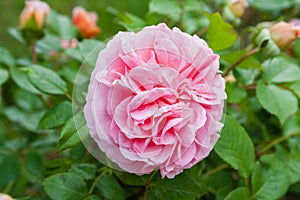 Fully open, gently pink with many shades lovely flower English rose plants