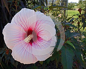Fully Open Hibiscus Flower in a Garden