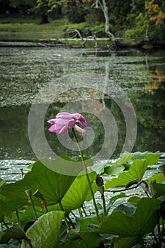 Fully open Lotus blossom in pond scene