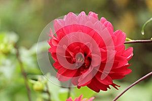 A red Dahlia in bloom