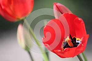 Fully Open Red Tulip Bulb with Yellow and Black Center