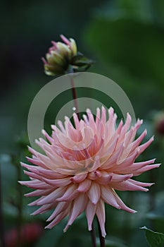 A salmon collered Dahlia in bloom