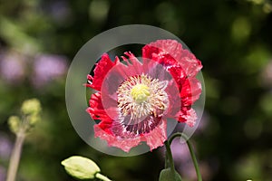 Fully open varigated poppy