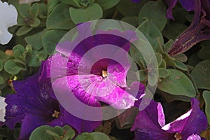 Fully Opened Bloom of Purple Petunia with morning natural light and a streak of sunlight