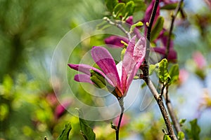 Fully opened Magnolia Susan Magnolia liliiflora x Magnolia stellata pink flower with beautiful natural bokeh