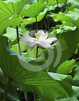 Fully-opened pink lotus