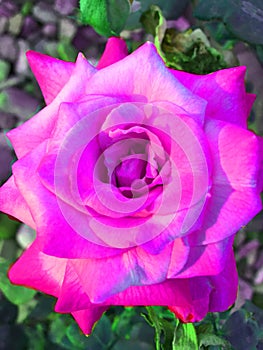 Fully opened rose