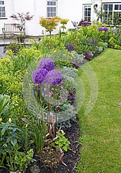 A fully planted flower border with Allium christophii