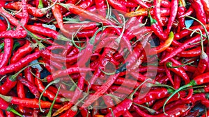 Fully ripe chilli locally known as Morok atekpa in Manipuri language photo