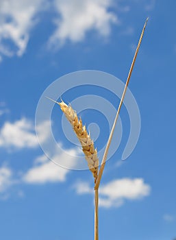 Fully ripe ear of wheat in front of the sky