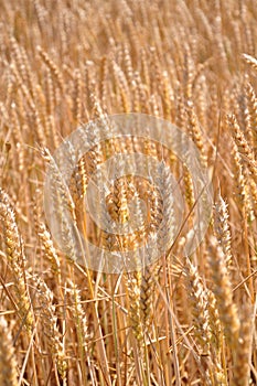 Fully ripe field of wheat